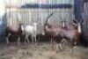 1 X WIT BLESBOK 16" M:1 - 2