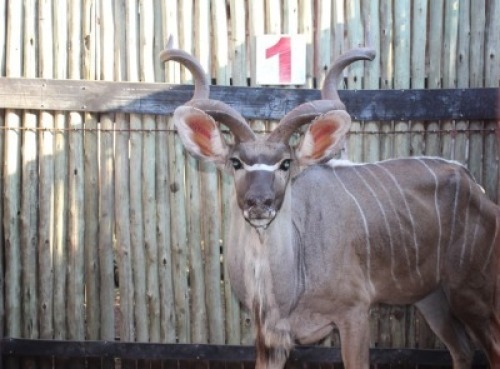 1 X KOEDOE 49" M:1