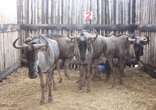 6 X BLOUWILDEBEES V/F:6 (PER STUK OM LOT TE NEEM)