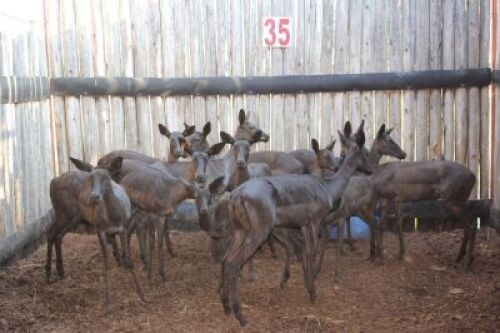 6 X SWART ROOIBOK V/F:6 (PER STUK OM LOT TE NEEM)