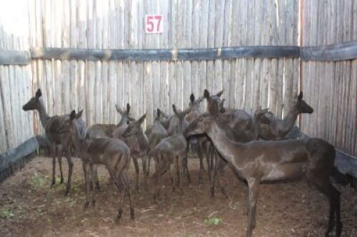 6 X SWART ROOIBOK M:3 V/F:3 (PER STUK OM LOT TE NEEM)