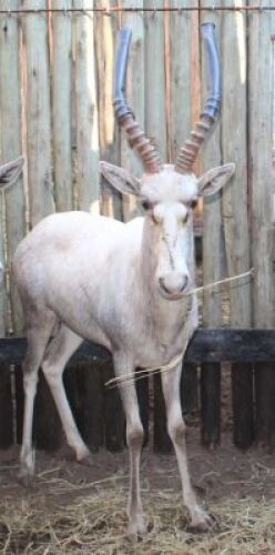 1 X WIT BLESBOK 16" M:1