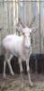 1 X WIT BLESBOK 16" M:1