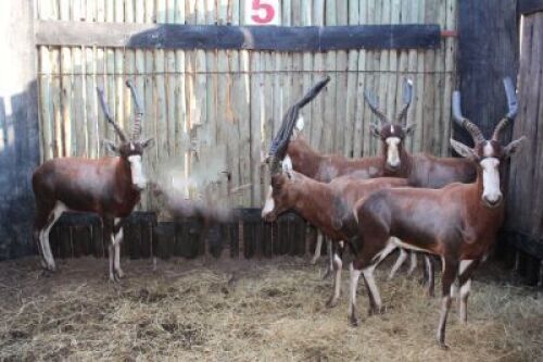 5 X BLESBOK M:5 (PER STUK OM LOT TE NEEM)
