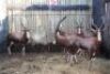 5 X BLESBOK M:5 (PER STUK OM LOT TE NEEM)