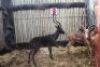3 X GRANDSLAM ROOIBOKKE M:3 (PER STUK OM LOT TE NEEM) - 2