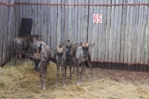 6 X BLOUWILDEBEES KALLERS (PER STUK OM LOT TE NEEM)