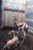 2 X SPRINGBOK 11 2/8" M:2 (PER STUK OM LOT TE NEEM)