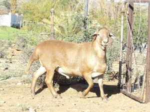 LOT 54 1X MEATMASTER RAM WILGERBOOM MEATMASTERS