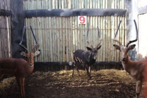 3 X GRANDSLAM ROOIBOKKE M:3 (PER STUK OM LOT TE NEEM)