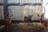 3 X GRANDSLAM ROOIBOKKE M:3 (PER STUK OM LOT TE NEEM)