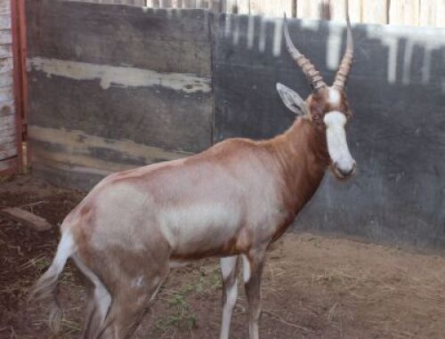 1 X GEEL BLESBOK M:1