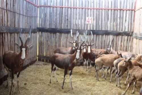 13 X BLESBOK INGESLUIT 5 LAMMERS M:1 V/F:7 (PER STUK OM LOT TE NEEM)