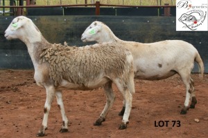 2X MEATMASTER OOI/EWE B3 Genetics (PTY) Ltd (x Money)