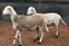 2X MEATMASTER OOI/EWE B3 Genetics (PTY) Ltd (x Money) - 2