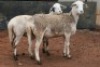 2X MEATMASTER OOI/EWE B3 Genetics (PTY) Ltd (x Money) - 3