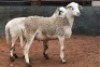 2X MEATMASTER OOI/EWE B3 Genetics (PTY) Ltd (x Money) - 4