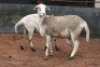 2X MEATMASTER OOI/EWE B3 Genetics (PTY) Ltd (x Money) - 5