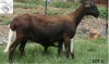 1+1X MEATMASTER OOI/EWE B3 Genetics (PTY) Ltd - 3