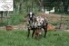 1+1X MEATMASTER OOI/EWE B3 Genetics (PTY) Ltd - 2