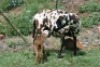 1+1X MEATMASTER OOI/EWE B3 Genetics (PTY) Ltd - 3