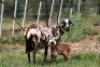 1+1X MEATMASTER OOI/EWE B3 Genetics (PTY) Ltd - 4