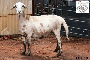 1X MEATMASTER OOI/EWE B3 Genetics (PTY) Ltd