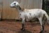 1X MEATMASTER OOI/EWE B3 Genetics (PTY) Ltd - 3