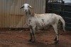 1X MEATMASTER OOI/EWE B3 Genetics (PTY) Ltd - 4