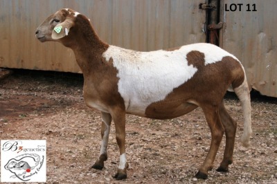 1X MEATMASTER OOI/EWE B3 Genetics (PTY) Ltd