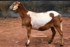 1X MEATMASTER OOI/EWE B3 Genetics (PTY) Ltd - 2