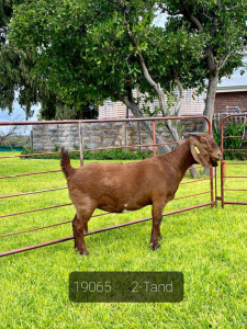 LOT 151 1X OOI/EWE Gerdus Korb Kalahari Reds FLOCK PREGNANT