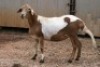 1X MEATMASTER OOI/EWE B3 Genetics (PTY) Ltd - 4
