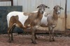 2X MEATMASTER OOI/EWE B3 Genetics (PTY) Ltd (x Money) - 2