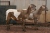 2X MEATMASTER OOI/EWE B3 Genetics (PTY) Ltd (x Money) - 4