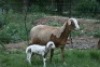 1+1X MEATMASTER OOI/EWE B3 Genetics (PTY) Ltd - 3