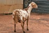 1X MEATMASTER OOI/EWE B3 Genetics (PTY) Ltd - 3