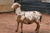 1X MEATMASTER OOI/EWE B3 Genetics (PTY) Ltd - 4