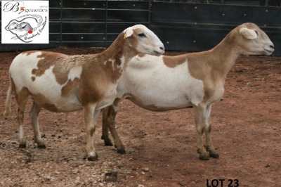 2X MEATMASTER OOI/EWE B3 Genetics (PTY) Ltd (x Money)