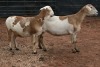 2X MEATMASTER OOI/EWE B3 Genetics (PTY) Ltd (x Money) - 4