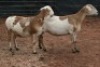 2X MEATMASTER OOI/EWE B3 Genetics (PTY) Ltd (x Money) - 4