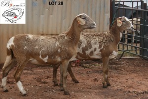 2X MEATMASTER OOI/EWE B3 Genetics (PTY) Ltd (x Money)