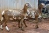 2X MEATMASTER OOI/EWE B3 Genetics (PTY) Ltd (x Money) - 4
