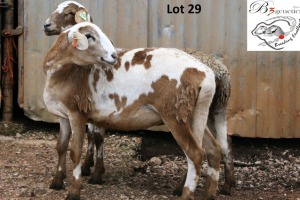 2X MEATMASTER OOI/EWE B3 Genetics (PTY) Ltd (x Money)