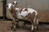 2X MEATMASTER OOI/EWE B3 Genetics (PTY) Ltd (x Money) - 4