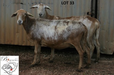 2X MEATMASTER OOI/EWE B3 Genetics (PTY) Ltd (x Money)