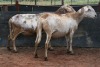 2X MEATMASTER OOI/EWE B3 Genetics (PTY) Ltd (x Money) - 2