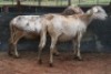 2X MEATMASTER OOI/EWE B3 Genetics (PTY) Ltd (x Money) - 2