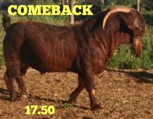 LOT 14 1X RAM STEPHANIE HANEKOM&nbsp; KUDDE
