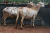 2X MEATMASTER OOI/EWE B3 Genetics (PTY) Ltd (x Money) - 4